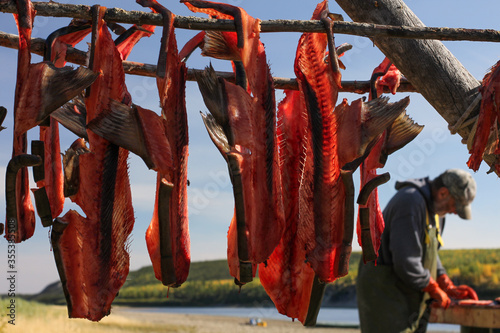 Yukon Territory, Alaska. Horizontal view of trapper cleaning salmon for winter.