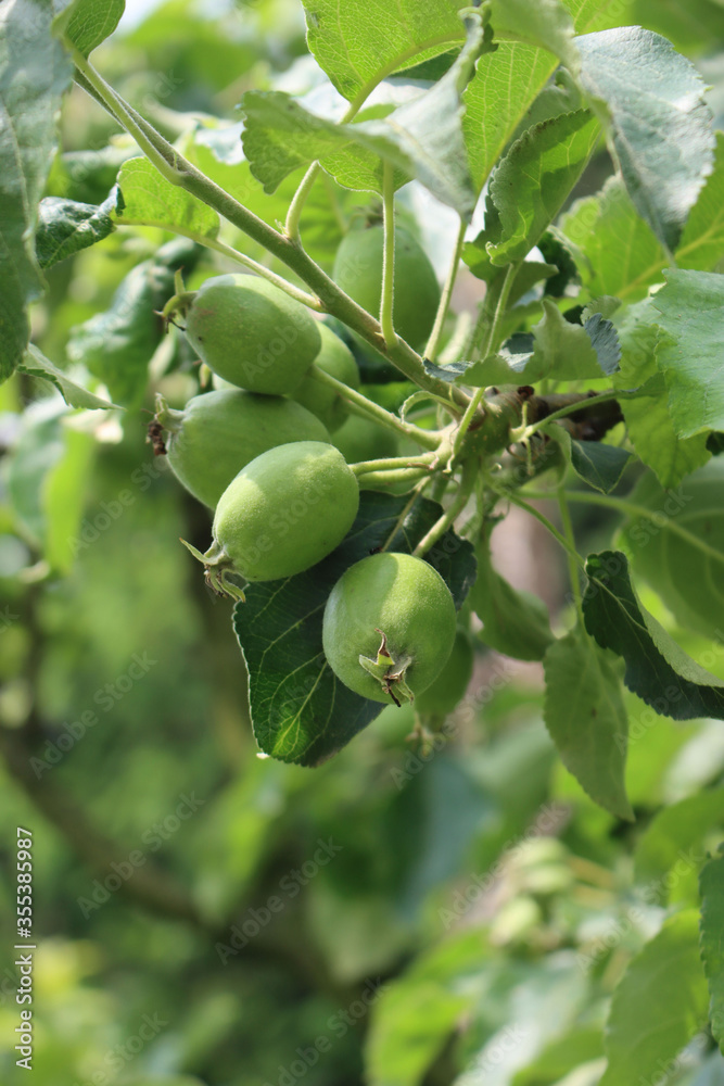 Close-up of small green apples growing on branch on tree in the orchard on a sunny day. Malus domestica
Close-up of small green apples growing on branch on tree in the orchard on a sunny day. Malus domestica