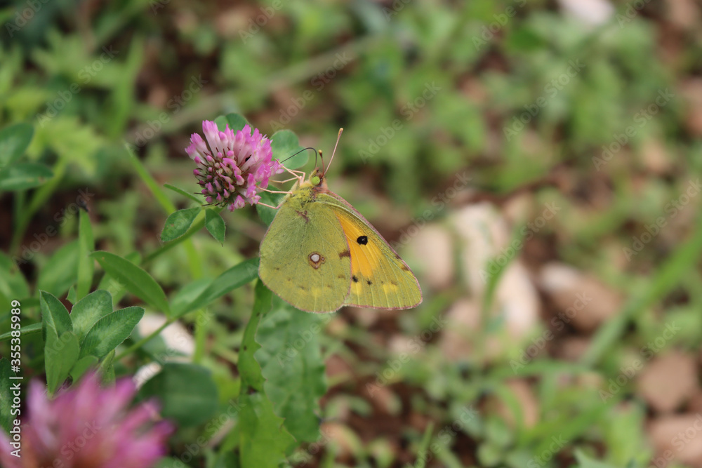 Obraz premium Close-up z chmurzy? Ó? Ty motyl na ró? Owy kwiat Clover Colias croceus motyl na kwiatek