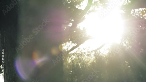 Sun rays through the trees.