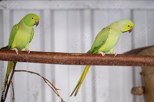 Green parakeet, red beak, sits on a branch. Selective focus