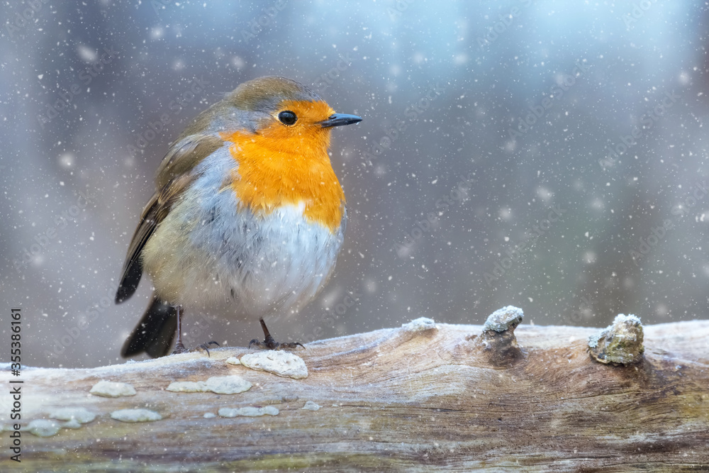 European robin sitting on a tree log in falling snow European robin sitting on a tree log in falling snow