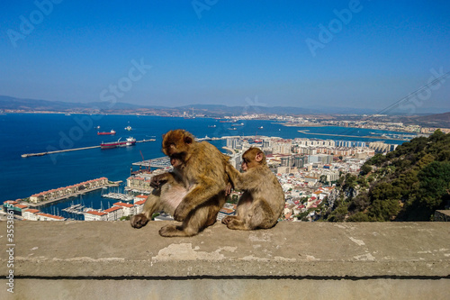 Gibraltar macaques grooming each other