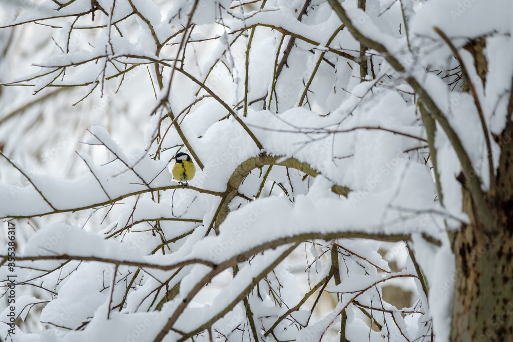 Tit bird sitting on a branch covered by snow