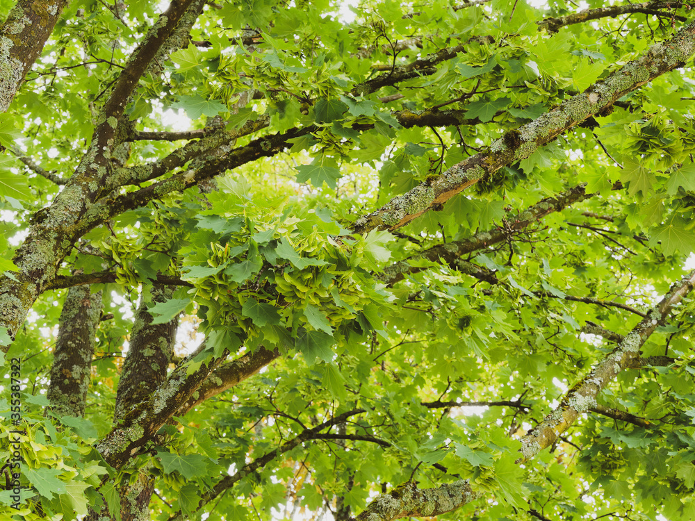 Acer platanoides | Spitz-Ahorn. Ein Halbschattenbaumart mit einem aufrechten Stamm, dichte Baumkrone, dunkelgrüne Handformig fünflappig Laubblätter mit lang zugespitzten, ganzrandigen Blattlappen Acer platanoides | Spitz-Ahorn. Ein Halbschattenbaumart mit einem aufrechten Stamm, dichte Baumkrone, dunkelgrüne Handformig fünflappig Laubblätter mit lang zugespitzten, ganzrandigen Blattlappen