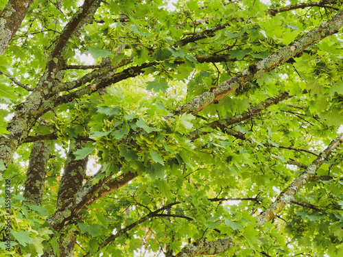Acer platanoides   Spitz-Ahorn. Ein Halbschattenbaumart mit einem aufrechten Stamm  dichte Baumkrone  dunkelgr  ne Handformig f  nflappig Laubbl  tter mit lang zugespitzten  ganzrandigen Blattlappen
