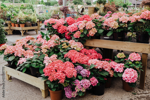 Canvas Print Abundant Hydrangea Limelight Paniculata (Hortensia) flowers, in garden center