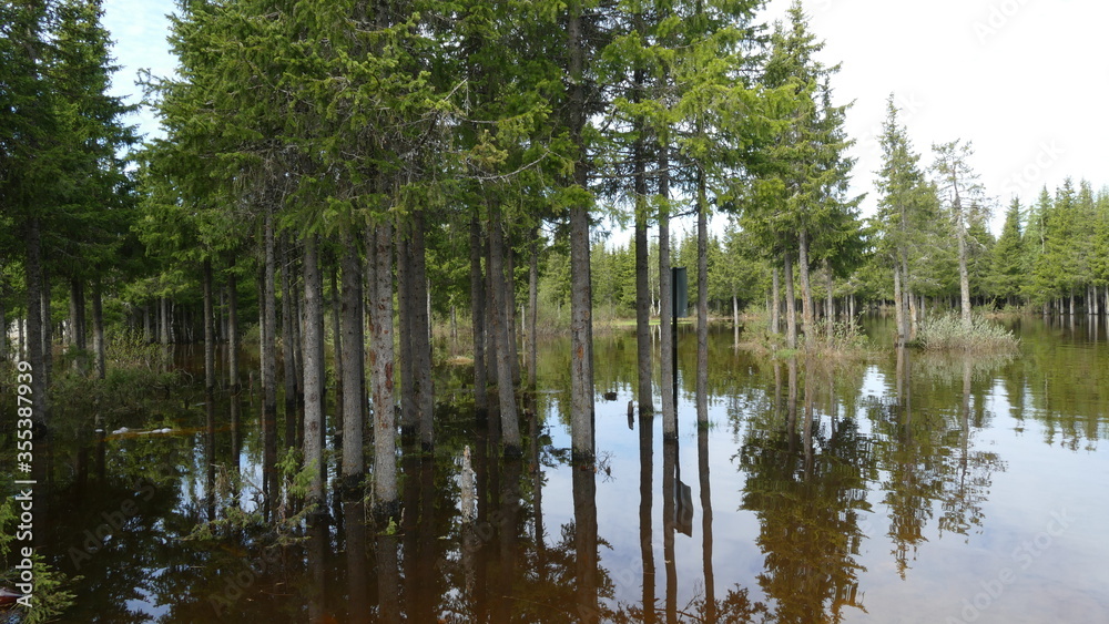 the flooded forest during the spring flood