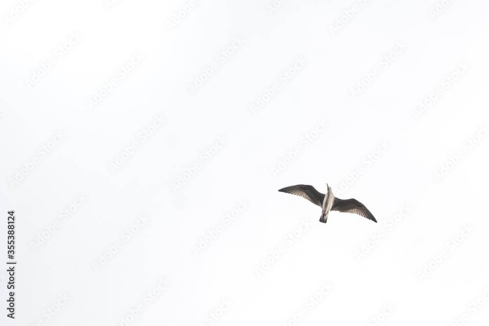 Obraz premium Seagull in flight with open wings and white background