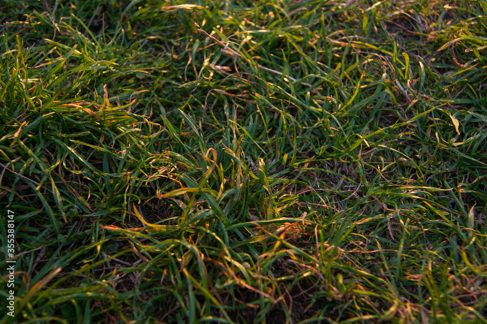 Detail of grass on sunset Detail of grass on sunset
