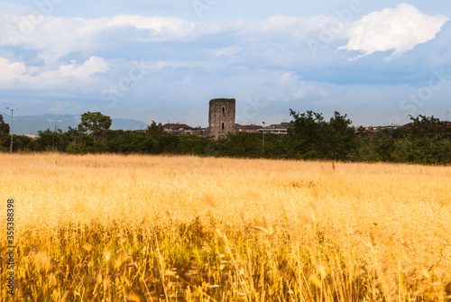 Bild auf Leinwand Field of wheat ears with a tumbledown tower in the background