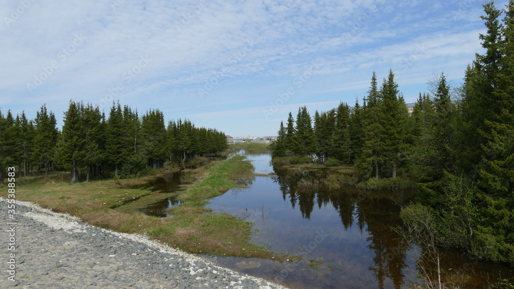 the flooded forest during the spring flood