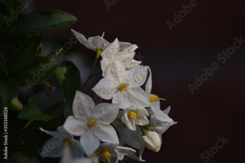 Blühender Jasminblütiger Nachtschatten (Solanum laxum) photo