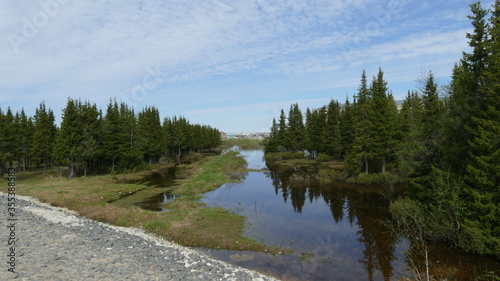 the flooded forest during the spring flood