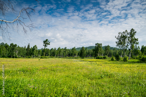 Summer day in wild taiga  beautiful landscape at meadow with fresh green grass near birch trees  Siberia  Russia