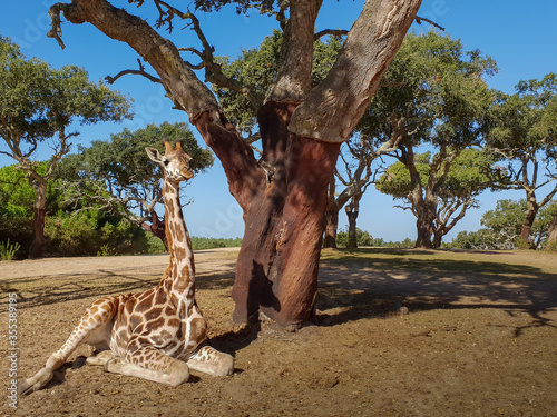 Photography Relaxed giraffe sitting down on a hot day