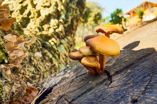 Mushroom gorws from tree trunk photo