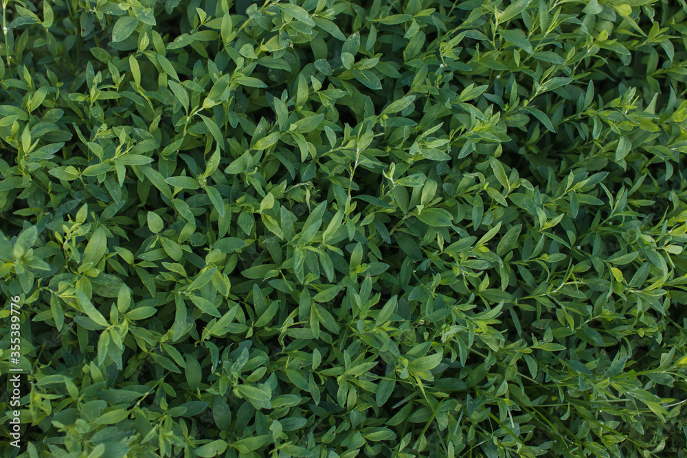 Fototapeta premium grass