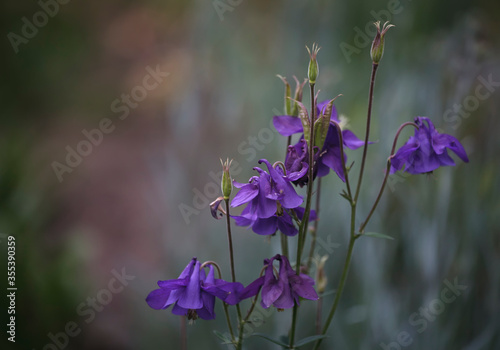 purple flowers in the garden