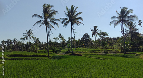 My beauty rice fields in the morning