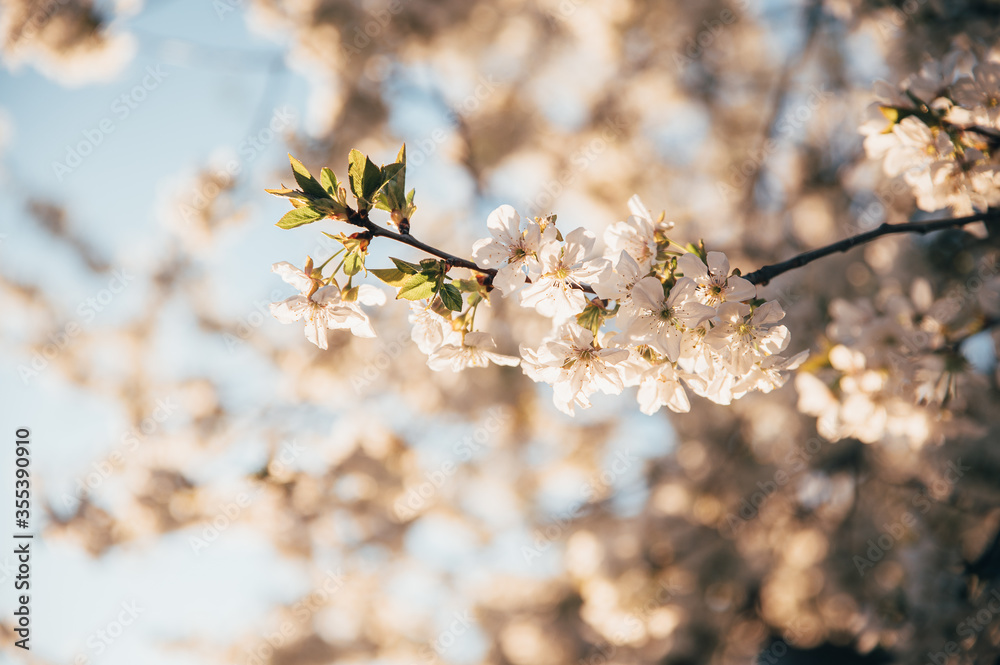 Beautiful blossoming tree on spring season. Close-up photo with great golden hour light. Beautiful blossoming tree on spring season. Close-up photo with great golden hour light.