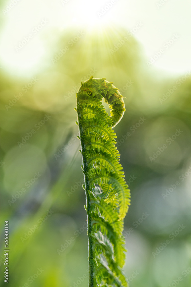 Fototapeta premium Close up of young fern with sun shining behind. Midsummer and June meadow themed photo. Warm sunlight