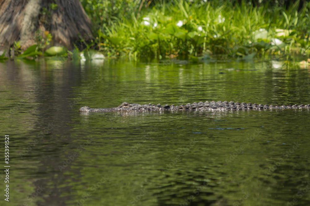 Alligator in Okefenokee Swamp, Charlton County, Georgia, USA Alligator in Okefenokee Swamp, Charlton County, Georgia, USA