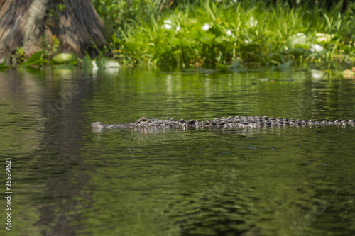 Alligator in Okefenokee Swamp, Charlton County, Georgia, USA