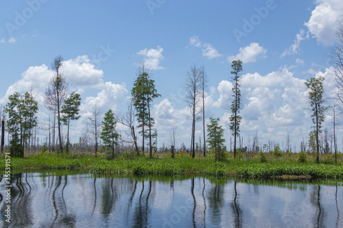 Okefenokee Swamp, Charlton County, Georgia, USA photo