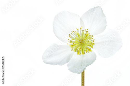 Schilderij op canvas One white blooming Black Hellebore, Christmas Rose, Christmas-rose