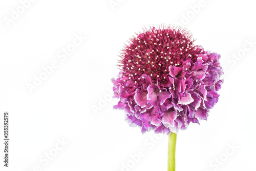 One pink blooming scabiosa flower photo