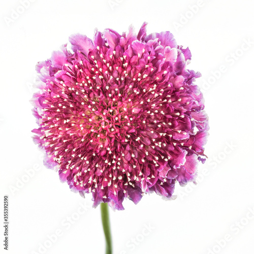 One pink blooming scabiosa flower photo