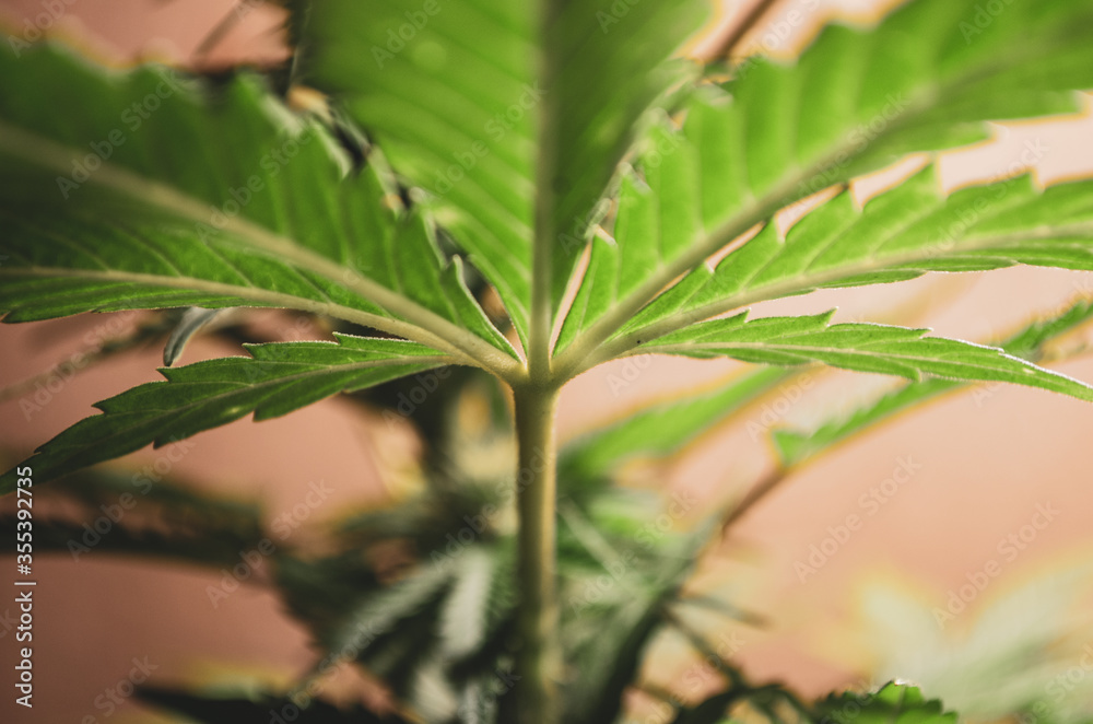Planta de cannabis  o marihuana floresciendo