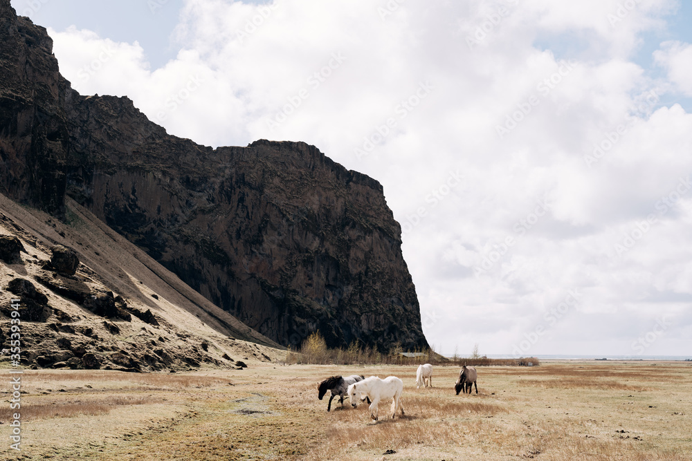 A herd of horses is walking across the field against the backdrop of black rocky mountains. The Icelandic horse is a breed of horse grown in Iceland.
