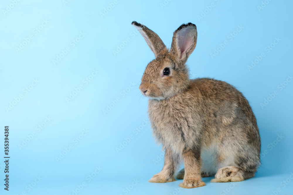 Adorable cute little brown easter bunny isolated on blue background. Portrait of brown furry beautiful rabbit. Pet, animal and easter concept. Adorable cute little brown easter bunny isolated on blue background. Portrait of brown furry beautiful rabbit. Pet, animal and easter concept.