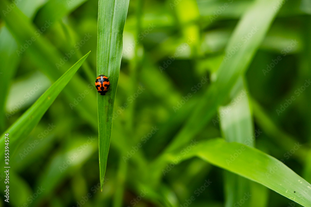 Beautiful ladybug on Green Grass in the sunshine of summer. Beautiful ladybug on Green Grass in the sunshine of summer.