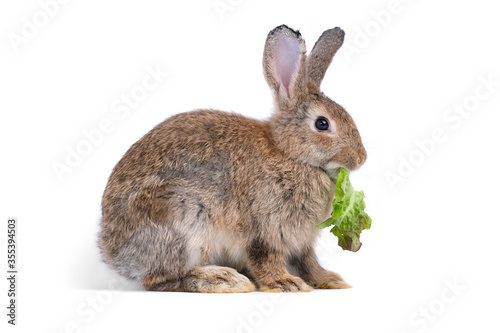 Adorable cute little brown easter bunny isolated on white background. Portrait of brown furry beautiful rabbit with vegetable. Pet, animal and easter concept.