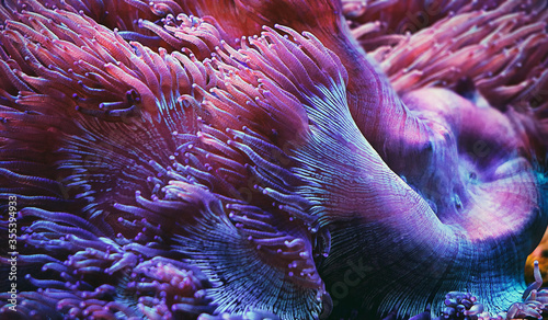 Anemone sea creature macro shot