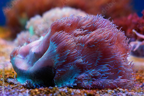 Anemone sea creature close up