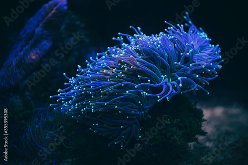 Valokuvatapetti Anemone sea creature macro night shot