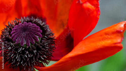 Macro shot of a poppy.Bright orange color poppy.Unusual color poppy.Poppy buds in all its glory.Meadow with bright red corn flowers in spring.