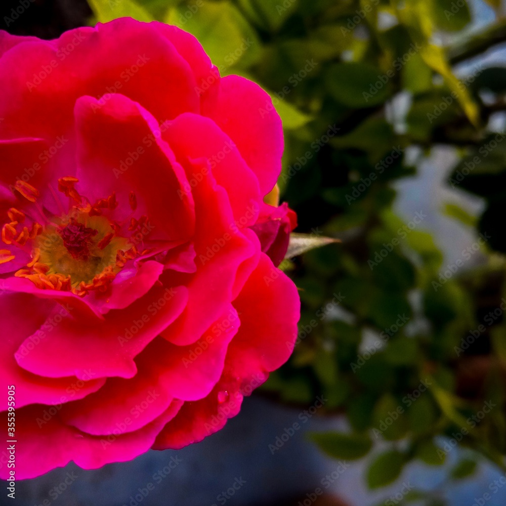 Obraz premium pink rose bush