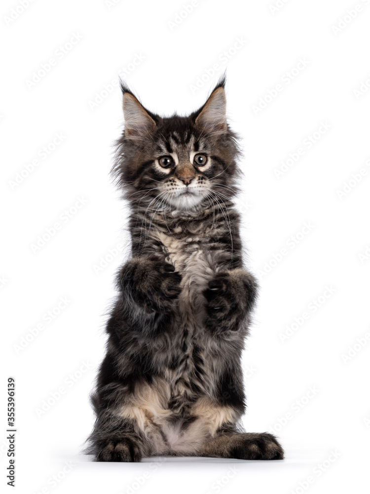 Cute classic black tabby Maine Coon cat kitten, sitting on hind paws with front paws in air like holding something. Looking funny beside camera. Isolated on white background.