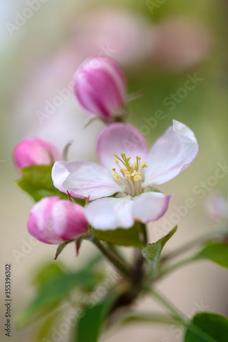 Spring Blossom - plum tree flowers before fruits appear. 