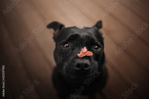 Foto staffordshire bull terrier dog holding a piece of meat on her nose