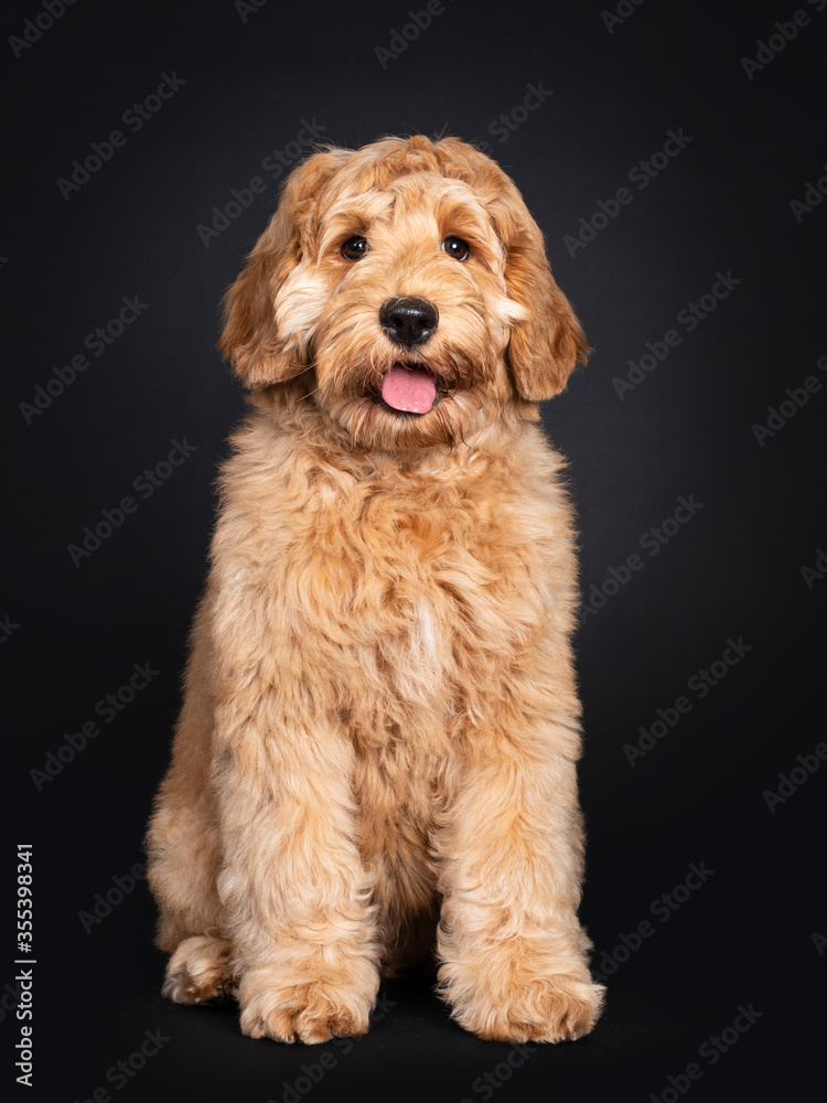 Cute Labradoodle pup, sitting facing front. Looking towards camera with droopy eyes. isolated on black background. Cute Labradoodle pup, sitting facing front. Looking towards camera with droopy eyes. isolated on black background.
