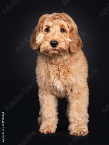 Cute Labradoodle pup, standing facing front. Looking towards camera with droopy eyes. isolated on black background.