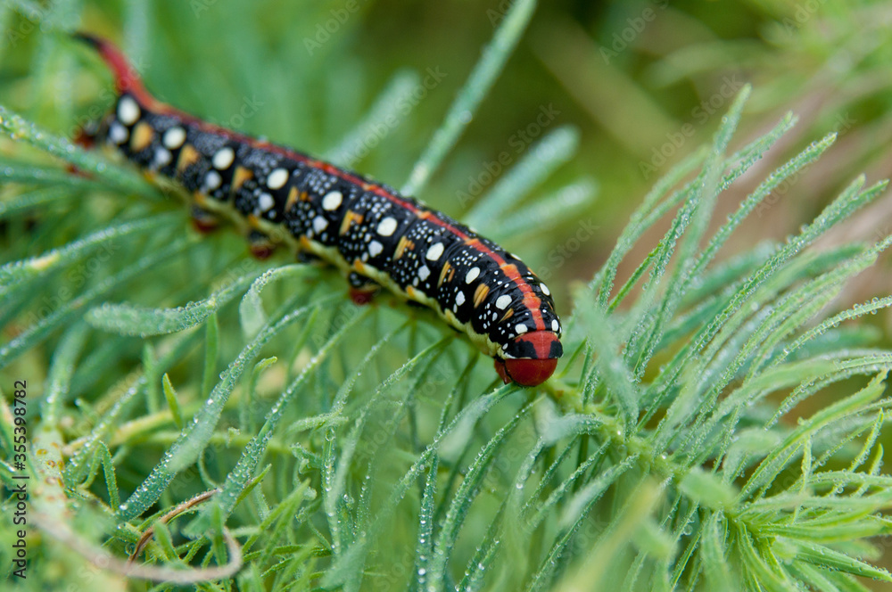 A large black caterpillar with bright spots creeps on a branch. A large black caterpillar with bright spots creeps on a branch.
