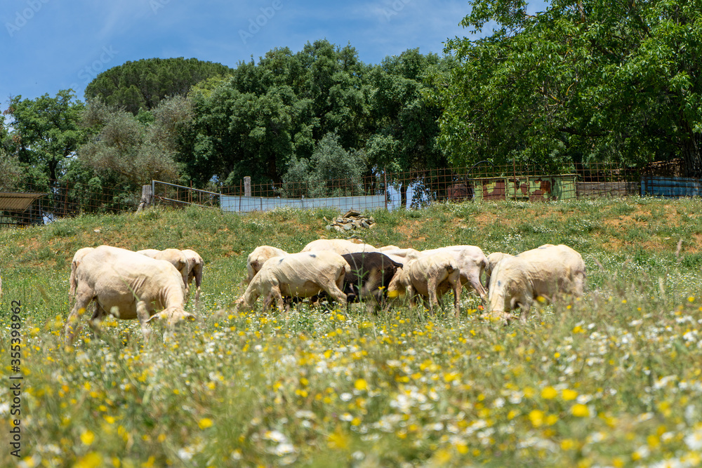 Fototapeta premium sheep in the field
