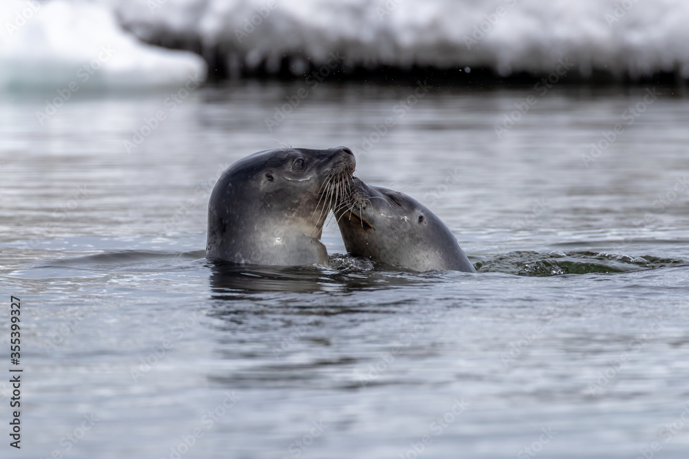 Obraz premium Two harbour seals in the icy waters of Svalbard